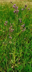 Serratula tinctoria
