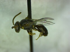 Hylaeus royesi