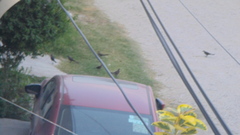 Quiscalus mexicanus
