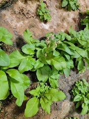 Primula pauciflora zionensis
