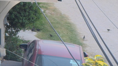 Quiscalus mexicanus