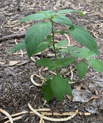 Acalypha neomexicana