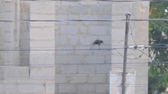 Quiscalus mexicanus