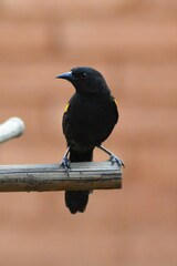 Icterus pyrrhopterus valenciobuenoi