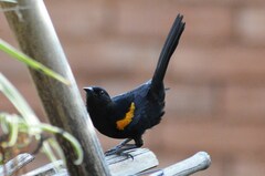 Icterus pyrrhopterus valenciobuenoi