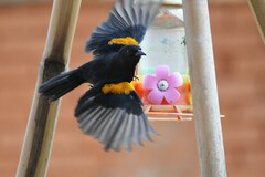Icterus pyrrhopterus valenciobuenoi