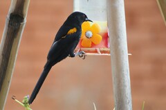 Icterus pyrrhopterus valenciobuenoi