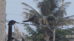 Quiscalus mexicanus