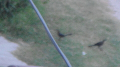 Quiscalus mexicanus