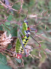 Poecilimon thoracicus