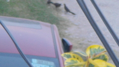 Quiscalus mexicanus