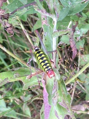 Poecilimon thoracicus