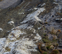 Thinornis novaeseelandiae