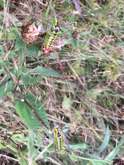 Poecilimon thoracicus