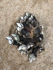 Pollicipedomorpha