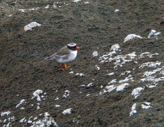 Thinornis novaeseelandiae