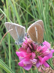 Polyommatus damon