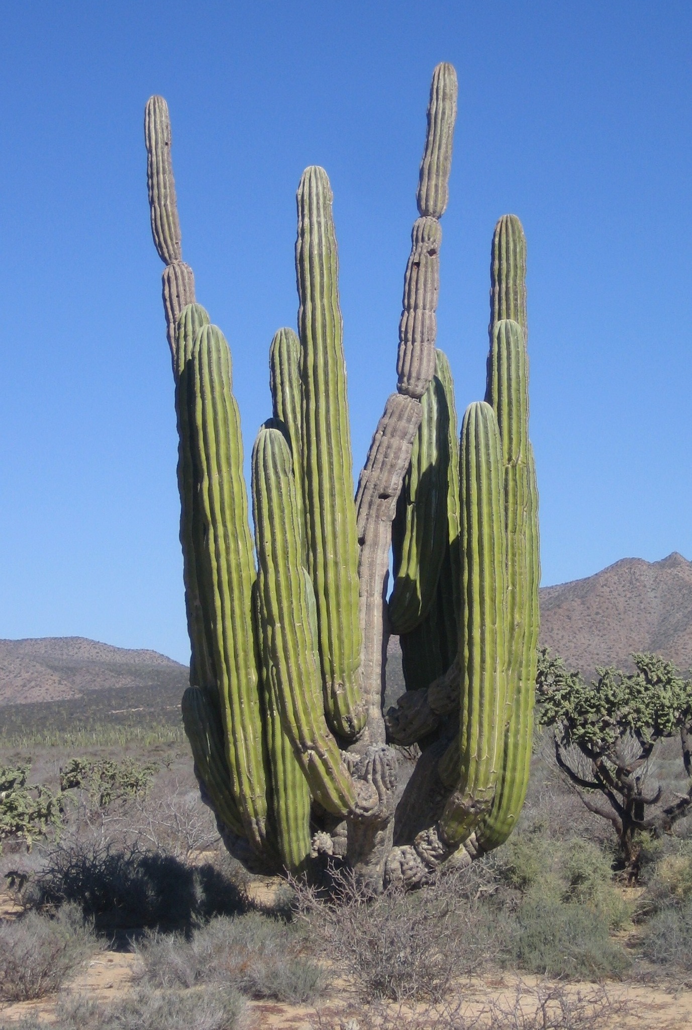 Pachycereus