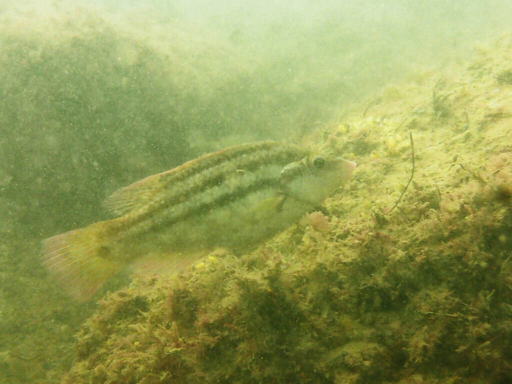 Baillon's Wrasse