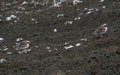 Thinornis novaeseelandiae