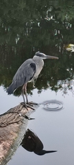 Ardea cinerea