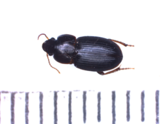 Harpalus luteicornis