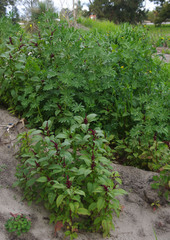 Amaranthus caudatus