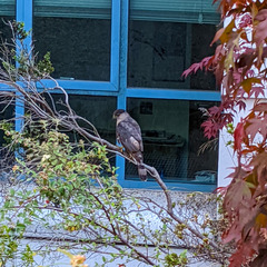 Accipiter cooperii