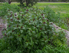 Amaranthus caudatus