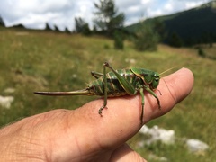 Psorodonotus macedonicus
