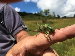 Psorodonotus macedonicus