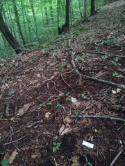 Trichoderma alutaceum