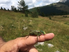 Psorodonotus macedonicus