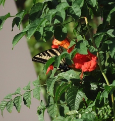 Papilio eurymedon