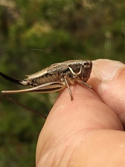Modestana ebneri