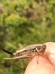 Modestana ebneri