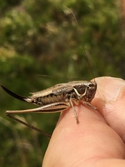 Modestana ebneri