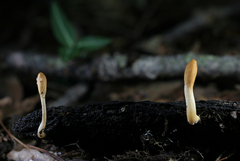 Trichoderma alutaceum