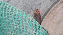 Periplaneta americana
