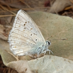 Polyommatus albicans
