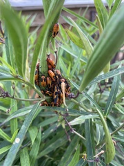 Oncopeltus fasciatus