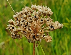 Allium angulosum