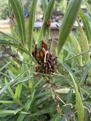 Oncopeltus fasciatus