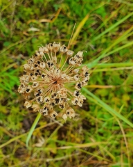 Allium angulosum