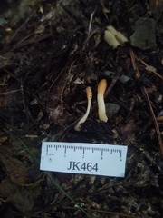 Trichoderma alutaceum