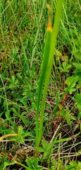 Allium angulosum