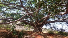 Ficus religiosa