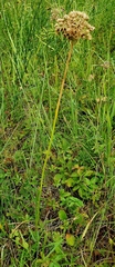 Allium angulosum