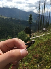 Pholidoptera aptera karnyi