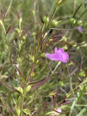Agalinis neoscotica